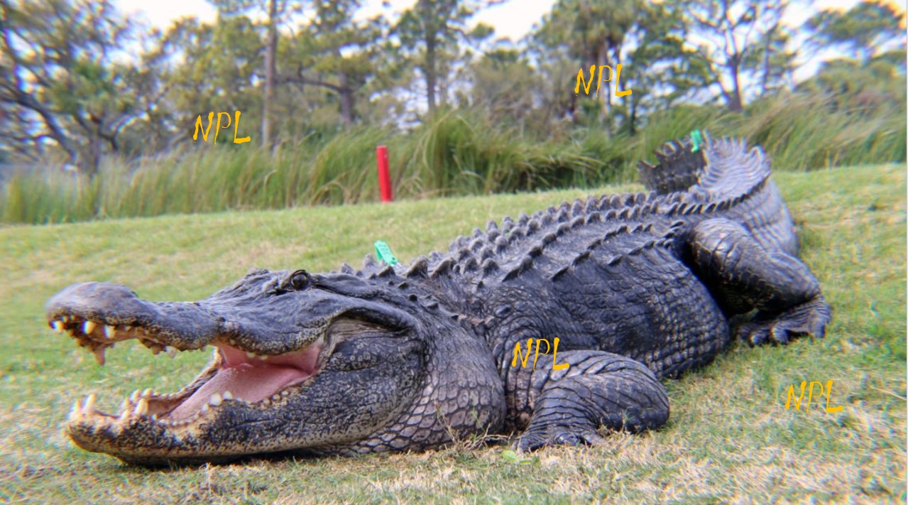 Alligator