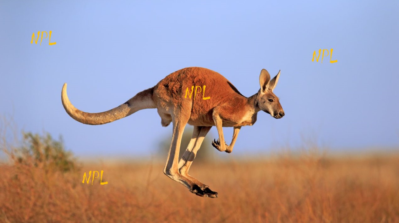 Kangaroo