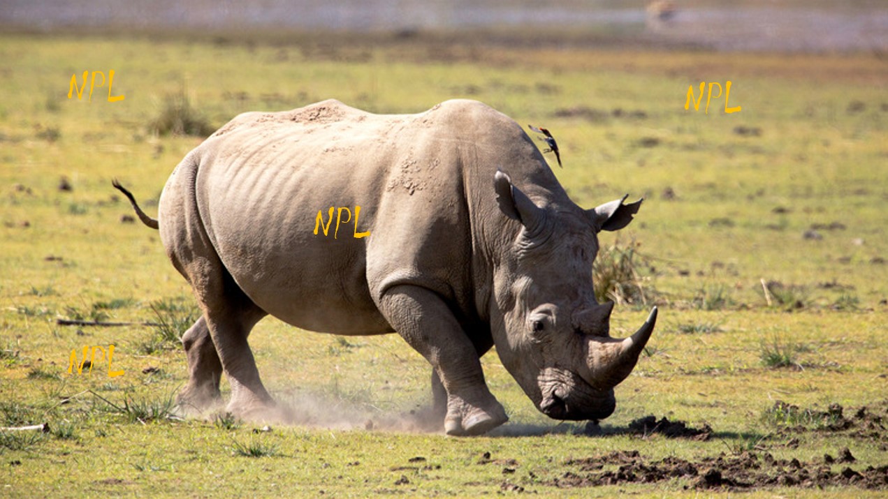 Rhino